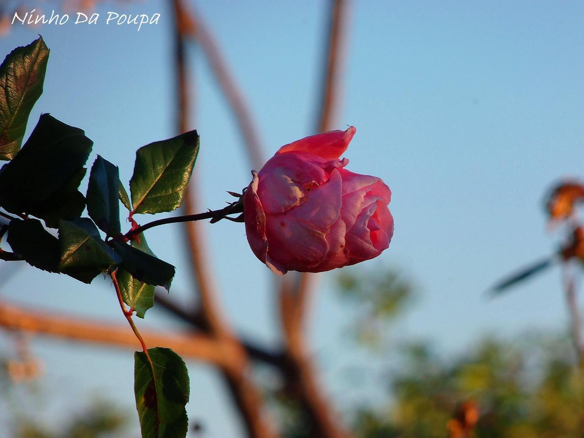 Ninho Da Poupa Guest House เซอร์ปา ภายนอก รูปภาพ