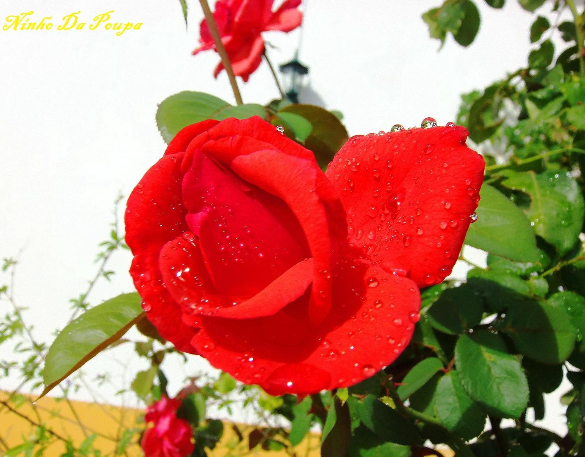 Ninho Da Poupa Guest House เซอร์ปา ภายนอก รูปภาพ