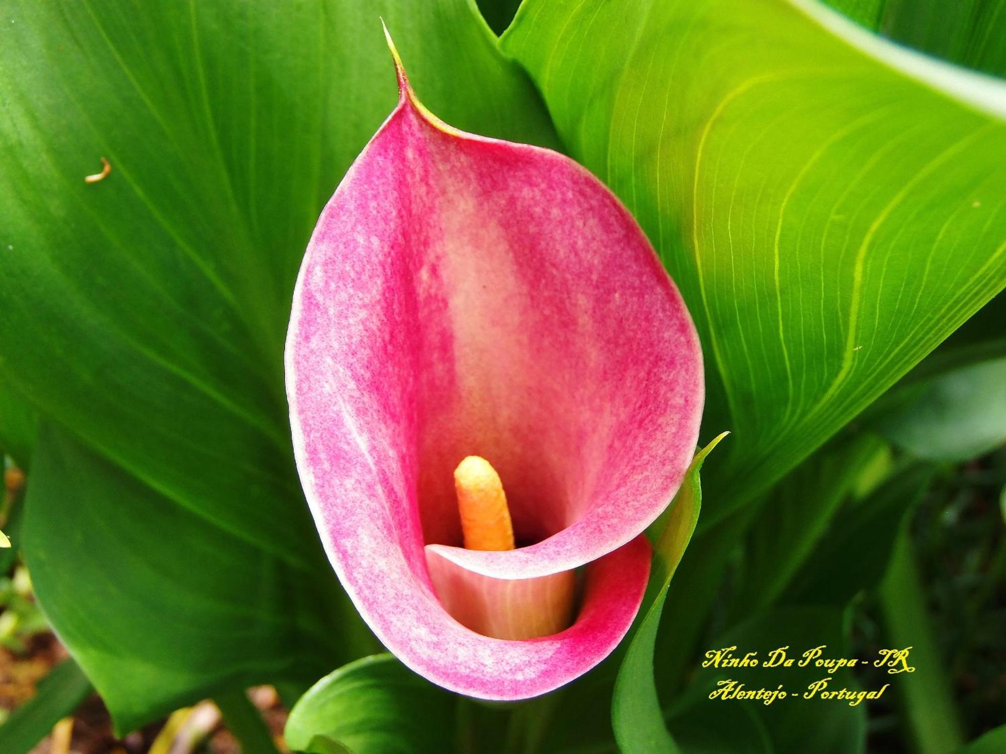 Ninho Da Poupa Guest House เซอร์ปา ภายนอก รูปภาพ