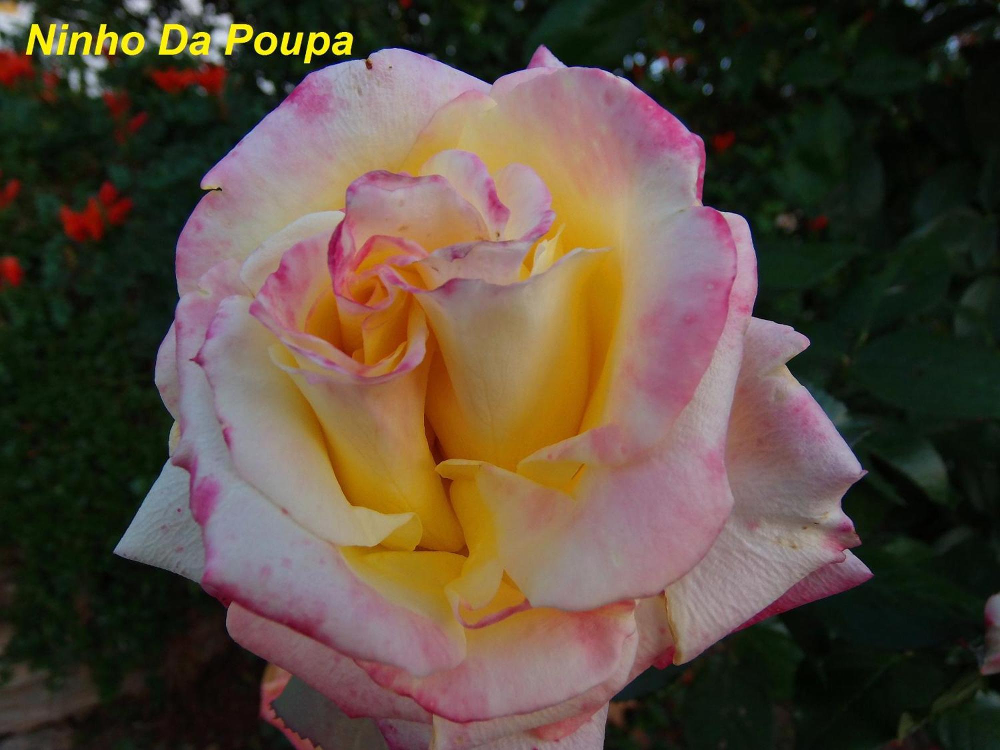 Ninho Da Poupa Guest House เซอร์ปา ภายนอก รูปภาพ