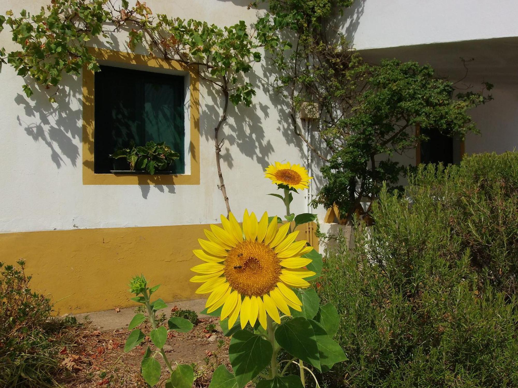 Ninho Da Poupa Guest House เซอร์ปา ภายนอก รูปภาพ